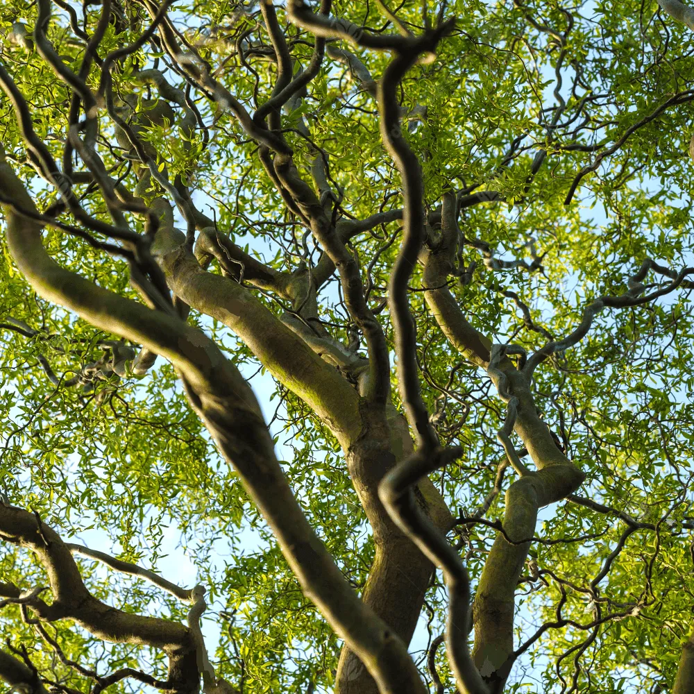 Spirálfűz 100cm „Salix Matsudana Tortuosa”