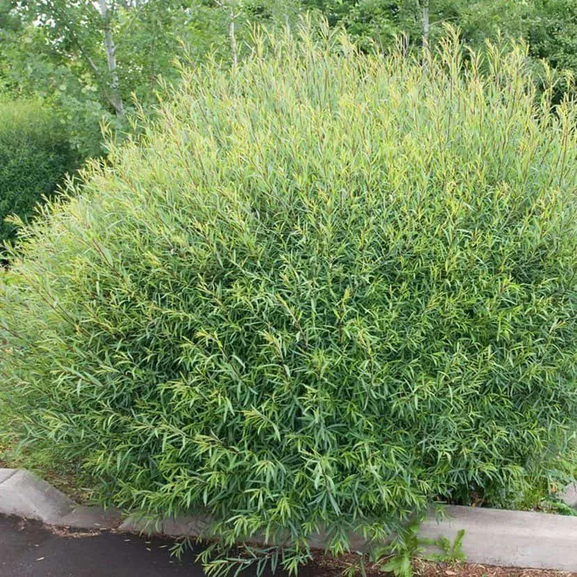 Törpe Csigolyafűz 30cm „Salix Purpurea Nana”