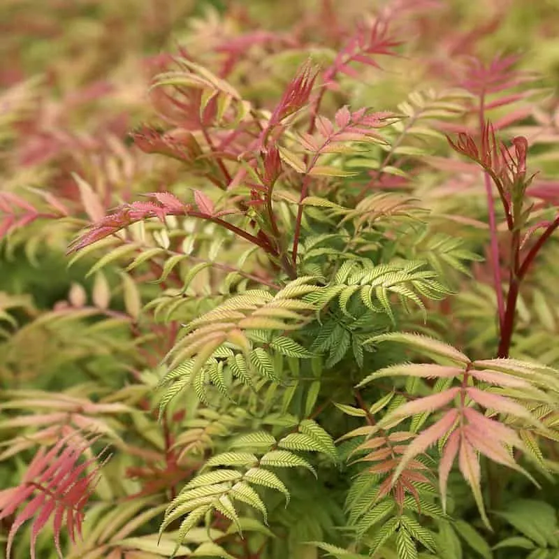 Narancspiros színű tollas gyöngyvessző 20-30cm „Sorbaria sorbifolia Sem”