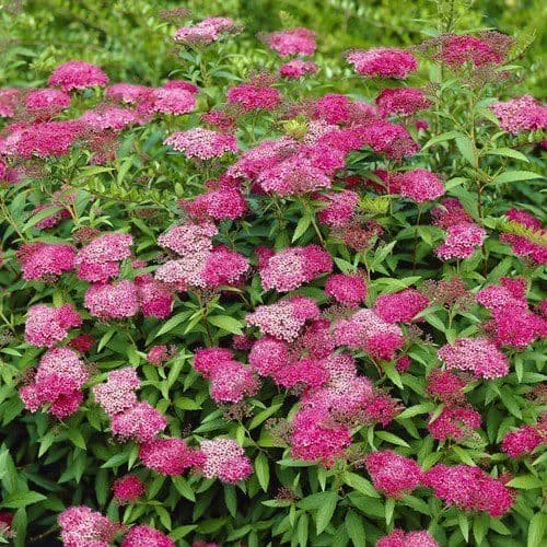 Pompás gyöngyvessző „Anthony Waterer” 30-40cm „Spiraea bumalda”