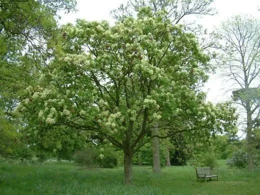 Virágos Kőris 100cm „Fraxinus ornus”