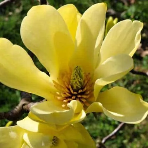 Magnolia „Yellow Bird” 100 cm Sárga virágú Liliomfa