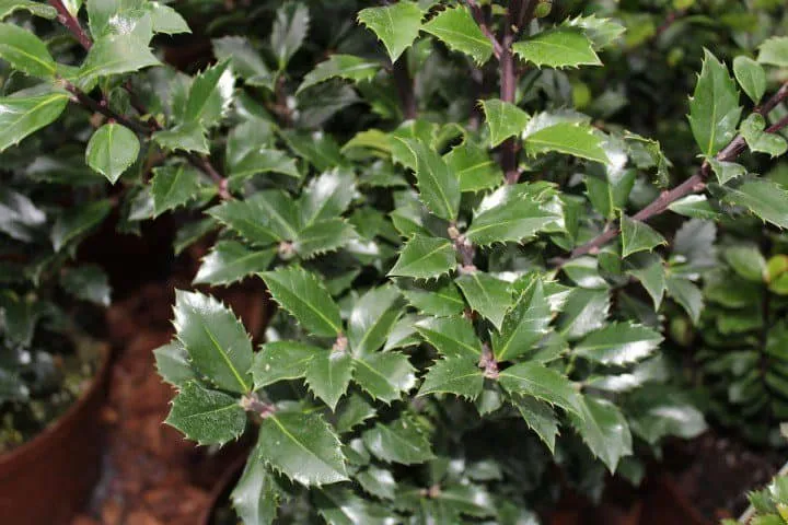 Kékes levelű Magyal 30cm „Ilex meserveae Heckenstar” PORZÓS