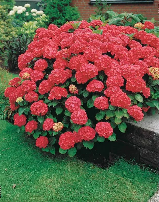 Kerti Hortenzia „Red Power” Piros 20-30cm „Hydrangea macrophylla”