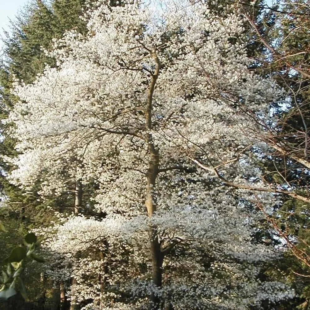 Kanadai Fanyarka 80cm „Amelanchier Canadensis”