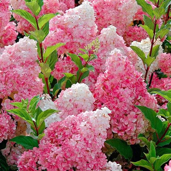 Bugás Hortenzia „Vanille Fraise” Rózsaszín 30-40cm „Hydrangea paniculata”