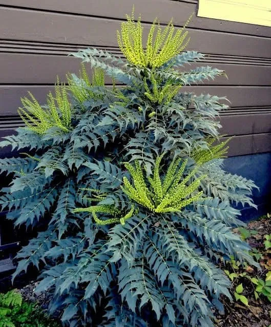 Cserjés Mahónia 20-30cm „Mahonia media Charity”