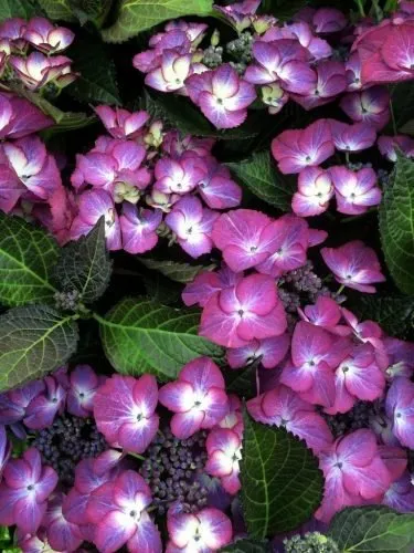 Kerti Hortenzia „Dark Angel Blue” Liláskék 20-30cm „Hydrangea macrophylla”