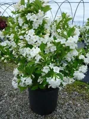 Rózsalonc „Candida” Fehér 30-40cm „Weigela florida”