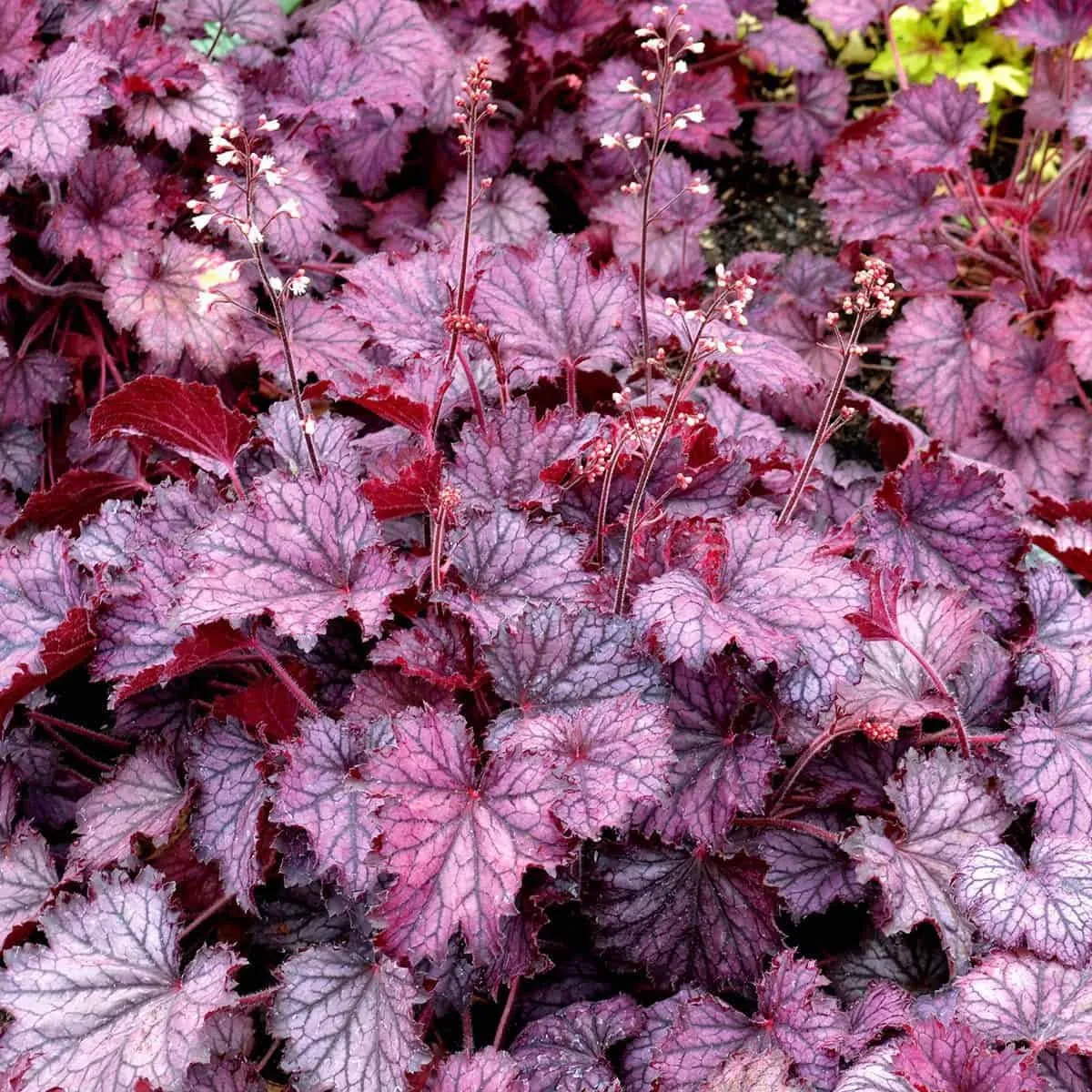 Tűzeső „Frost” 20cm „Heuchera”