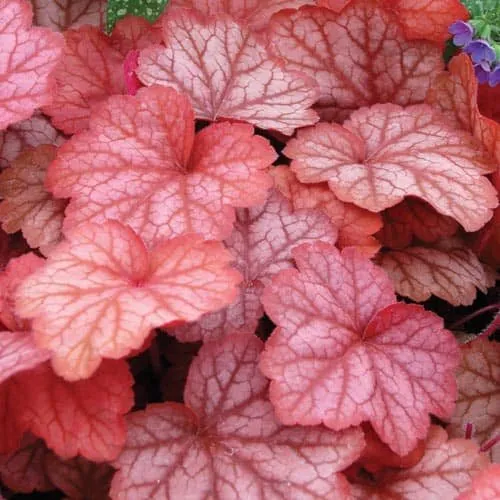Tűzeső „Georgia Peach” 20cm „Heuchera”