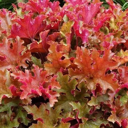 Tűzeső „Marmalade” 20cm „Heuchera”