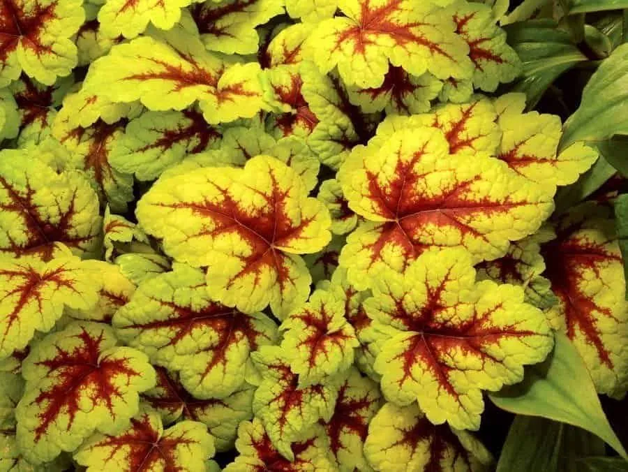 Tűzeső „Stoplight” 20cm „Heuchera”