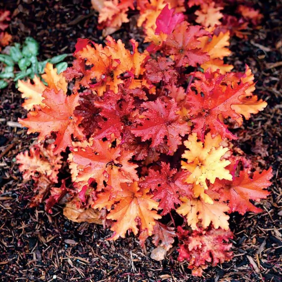 Tűzeső „Zipper” 20cm „Heuchera”