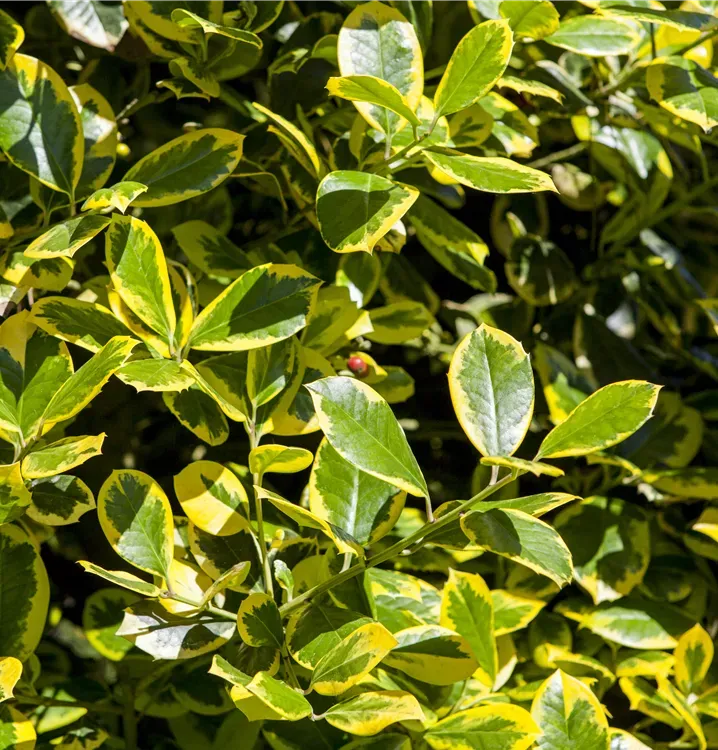 Tarkalevelű Magyal „Golden van Tol” 10-20cm „Ilex aquifolium”