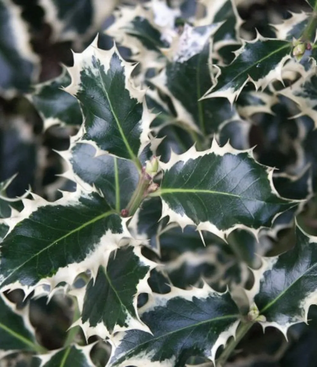 Tarkalevelű Magyal „Silver Queen” 10-20cm „Ilex aquifolium”