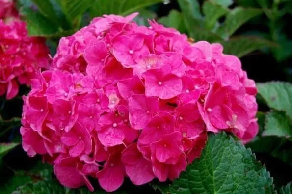 Kerti Hortenzia „Magenta Power” Magenta rózsaszín 20-30cm „Hydrangea macrophylla”