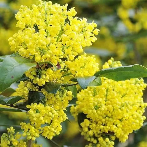 Kerti Mahónia 20-30cm „Mahonia aquifolium”