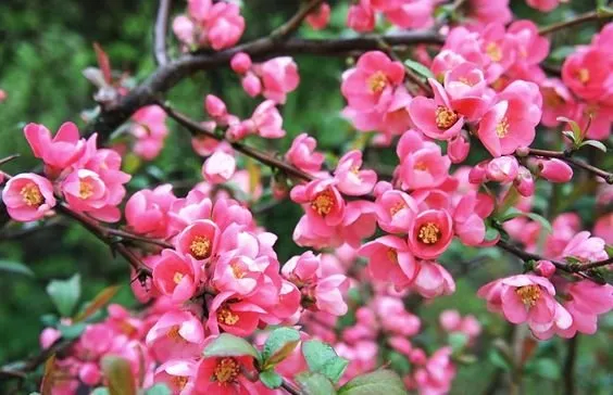 Japánbirs „Pink Lady” Rózsaszín 20-30cm „Chaenomeles superba”