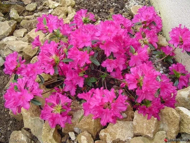 Havasszépe „Blue Danube” Lila 20-30cm „Rhododendron hybridum Blue Danube”