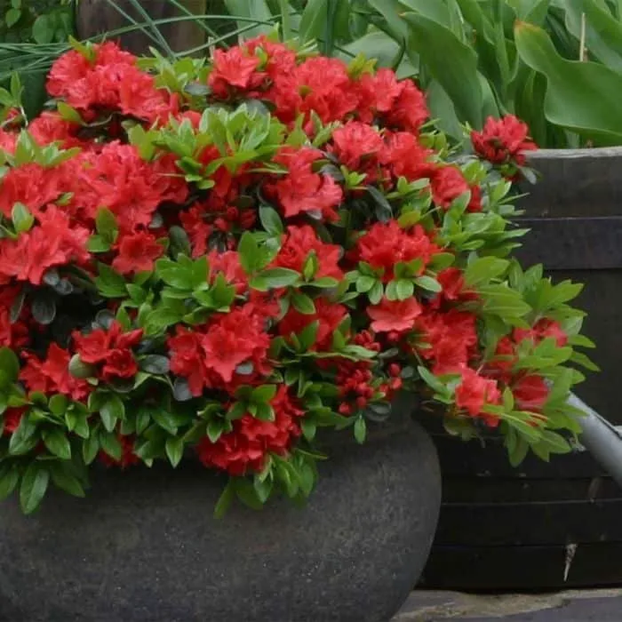 Havasszépe „Geisha Orange” Narancspiros 20-30cm „Rhododendron hybridum”