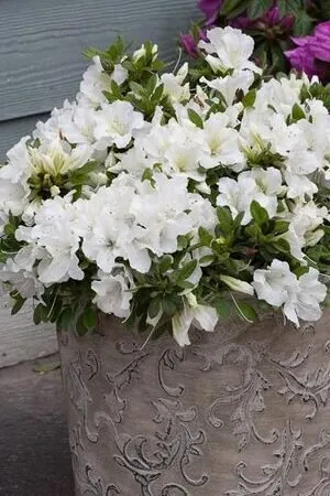 Havasszépe „Geisha Weiss” Fehér 20-30cm „Rhododendron hybridum”