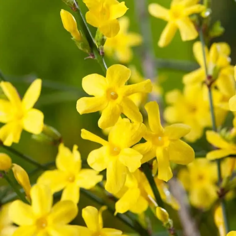Téli Jázmin 30-40cm „Jasminum nudiflorum”