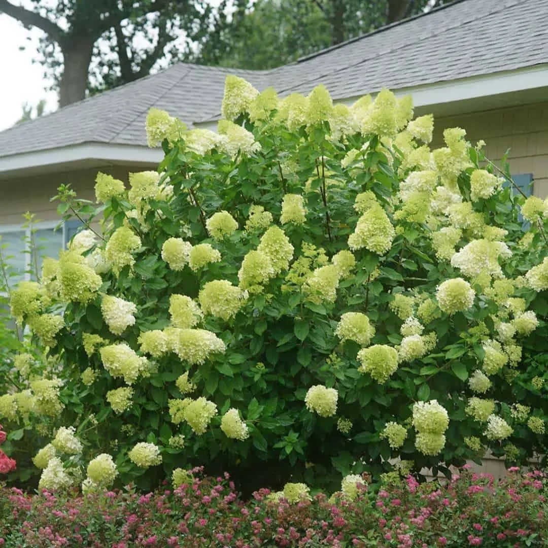 Bugás Hortenzia „Limelight” Zöld 30-40cm „Hydrangea paniculata”
