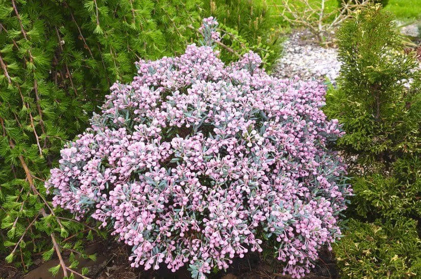 Tőzegrozmaring „Blue Lagoon” 10-20cm „Andromeda polifolia”