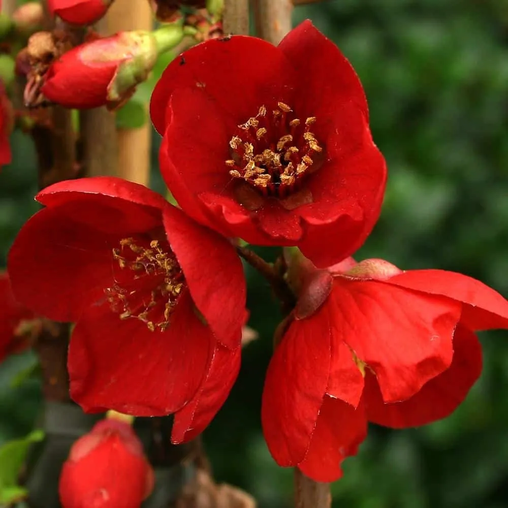 Japánbirs „Etna” Sötétpiros 20-30cm „Chaenomeles superba”