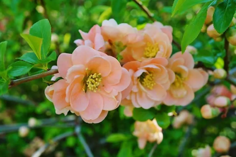 Japánbirs „Geisha Girl” Barackvirág 20-30cm „Chaenomeles speciosa”