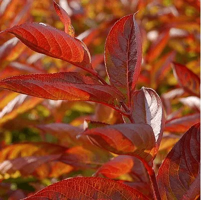 Rózsalonc „Wings of Fire” Narancsos lombú 30cm „Weigela florida”