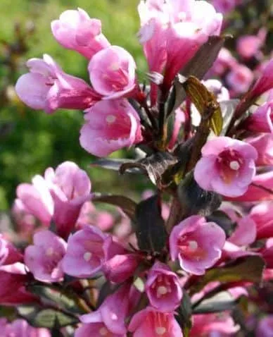 Rózsalonc „Victoria” Bordó levelű rózsaszín virágú 30cm „Weigela florida”