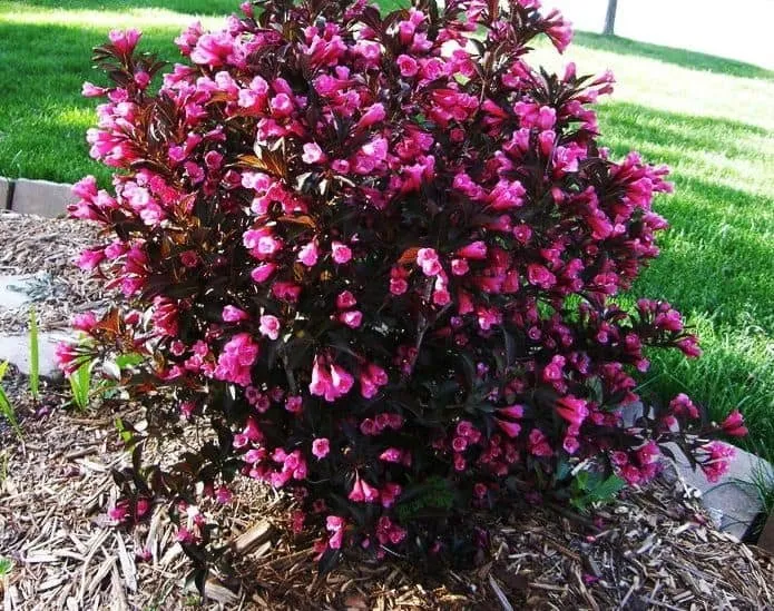 Rózsalonc „Tango” Törpe bíbor 20-30cm „Weigela florida”