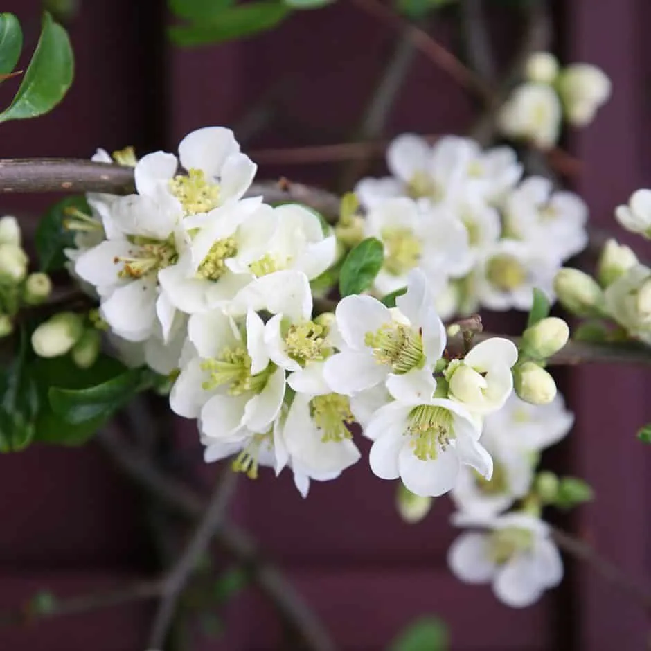 Japánbirs „Nivalis” Fehér 20-30cm „Chaenomeles speciosa”