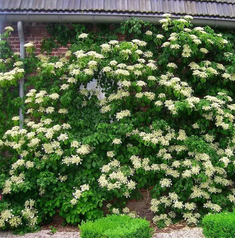 Kúszó Hortenzia 80-100cm „Hydrangea anomala Petiolaris”