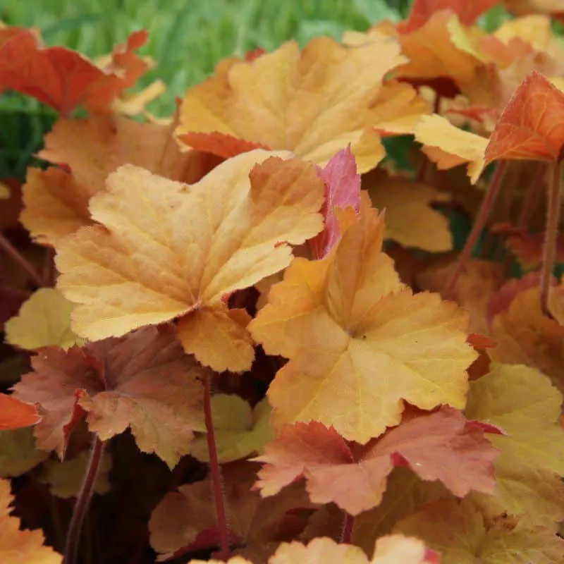 Tűzeső „Caramel” 20cm „Heuchera”