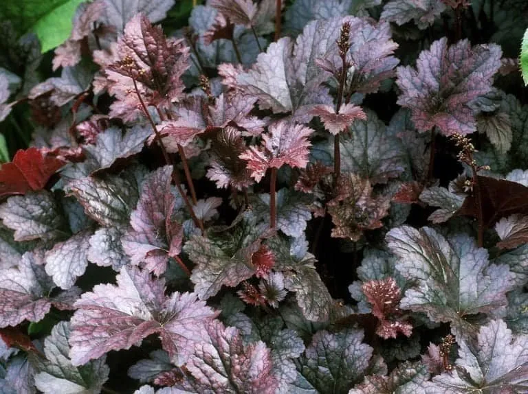 Tűzeső „Palace Purple” 20cm „Heuchera”