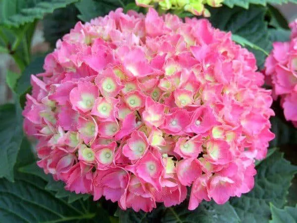 Kerti Hortenzia „Schöne Bautznerin” Világos rózsaszín 20-30cm „Hydrangea macrophylla”