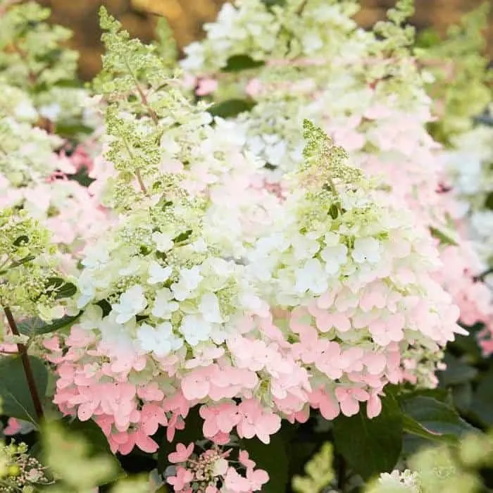 Bugás Hortenzia „Candlelight” Fehér 40-60cm „Hydrangea paniculata”