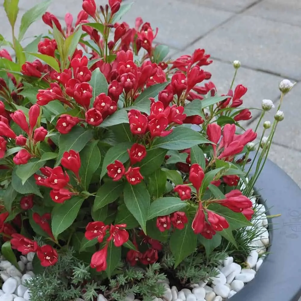 Rózsalonc „All Summer Red” Törpe piros 20-30cm „Weigela florida”
