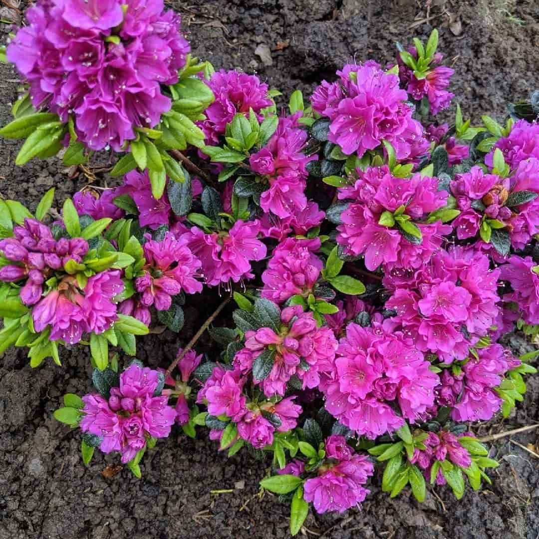 Havasszépe „Geisha Purple” Lila 20-30cm „Rhododendron hybridum”