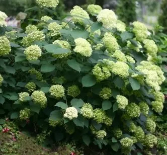 Cserjés Hortenzia „Lime Ricky” Zöld 30-40cm „Hydrangea arborescens”