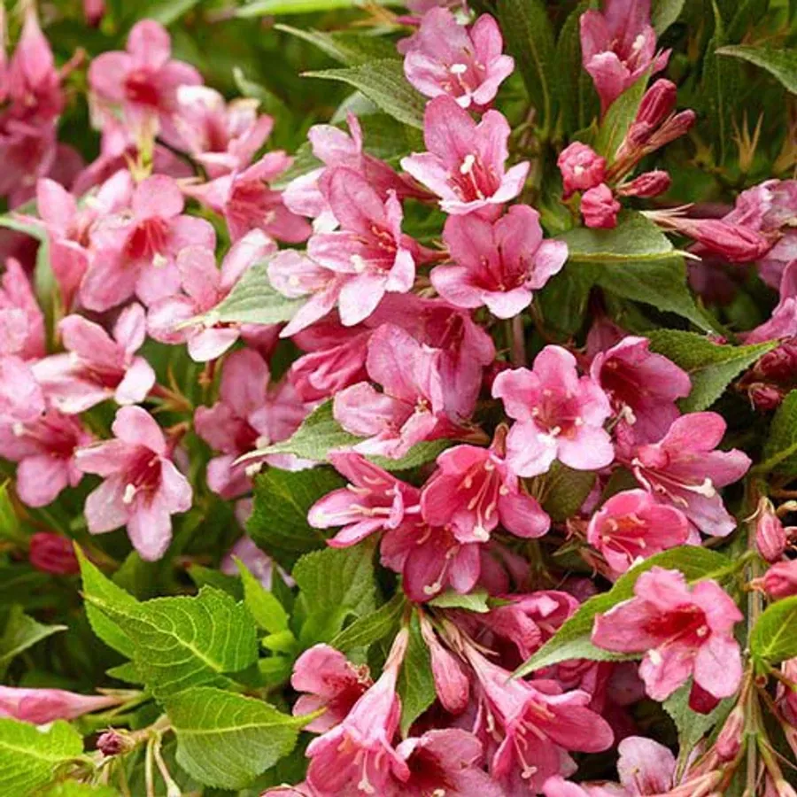 Törpe Rózsalonc „Picobella Rosa” 20-30cm „Weigela florida”