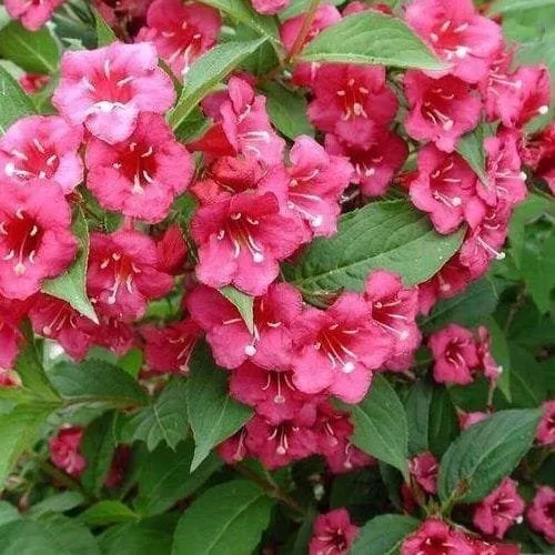 Piros virágú Rózsalonc „Bristol Ruby” 20-30cm „Weigela florida”