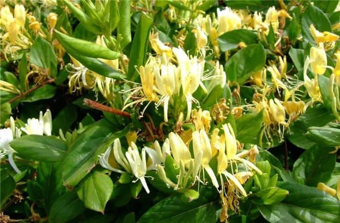 Japán futólonc 100cm Sárga-Fehér virágú „Lonicera japonica Halliana” ILLATOS!