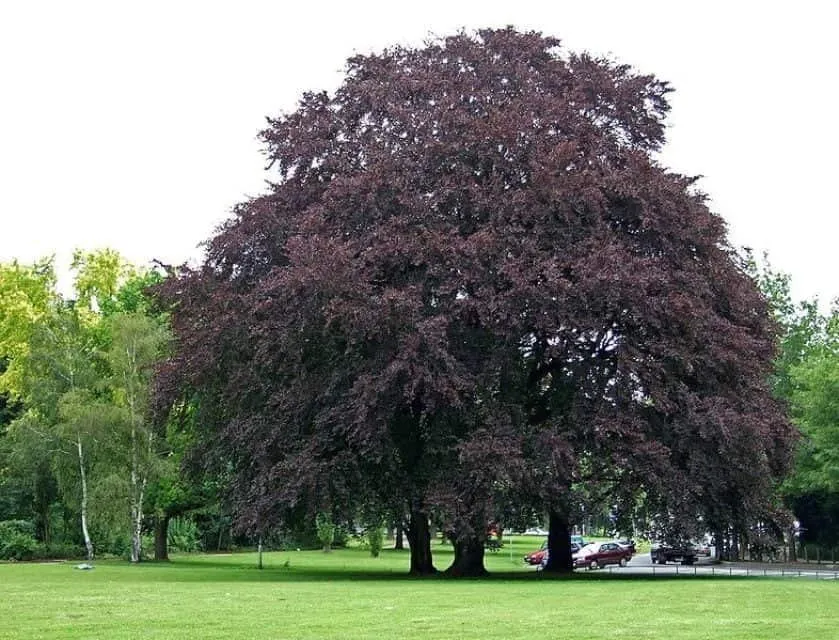 Vérbükk 80cm „Fagus sylvatica Atropunicea”