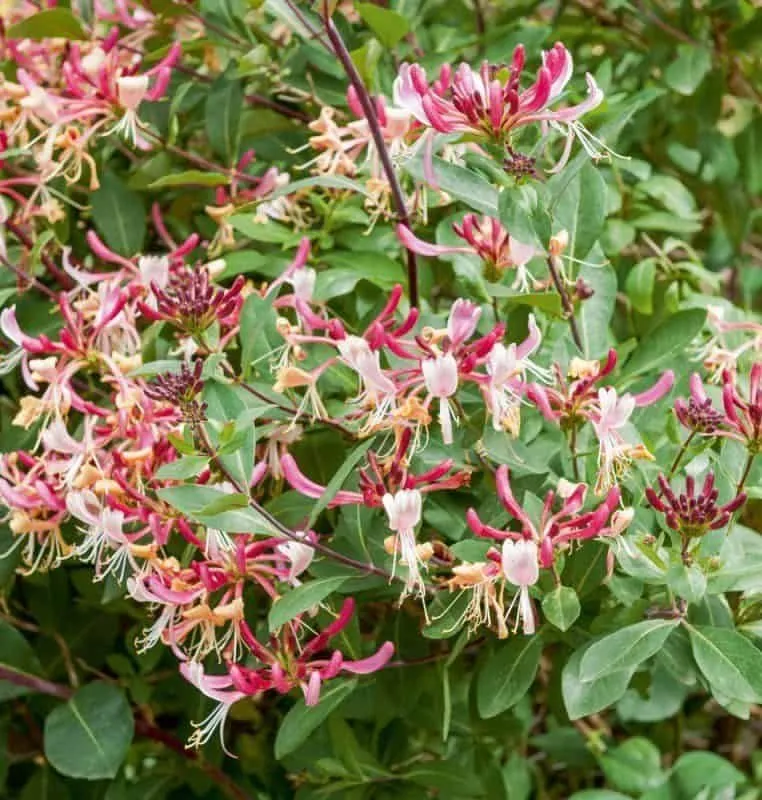 Japán lonc 100cm „Lonicera japonica Chinensis” ILLATOS!
