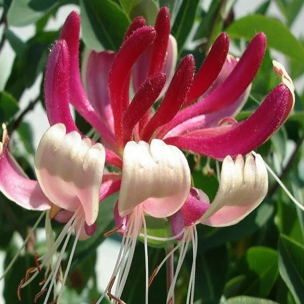 Japán lonc 100cm Bordó-Fehér virágú „Lonicera japonica Red World”