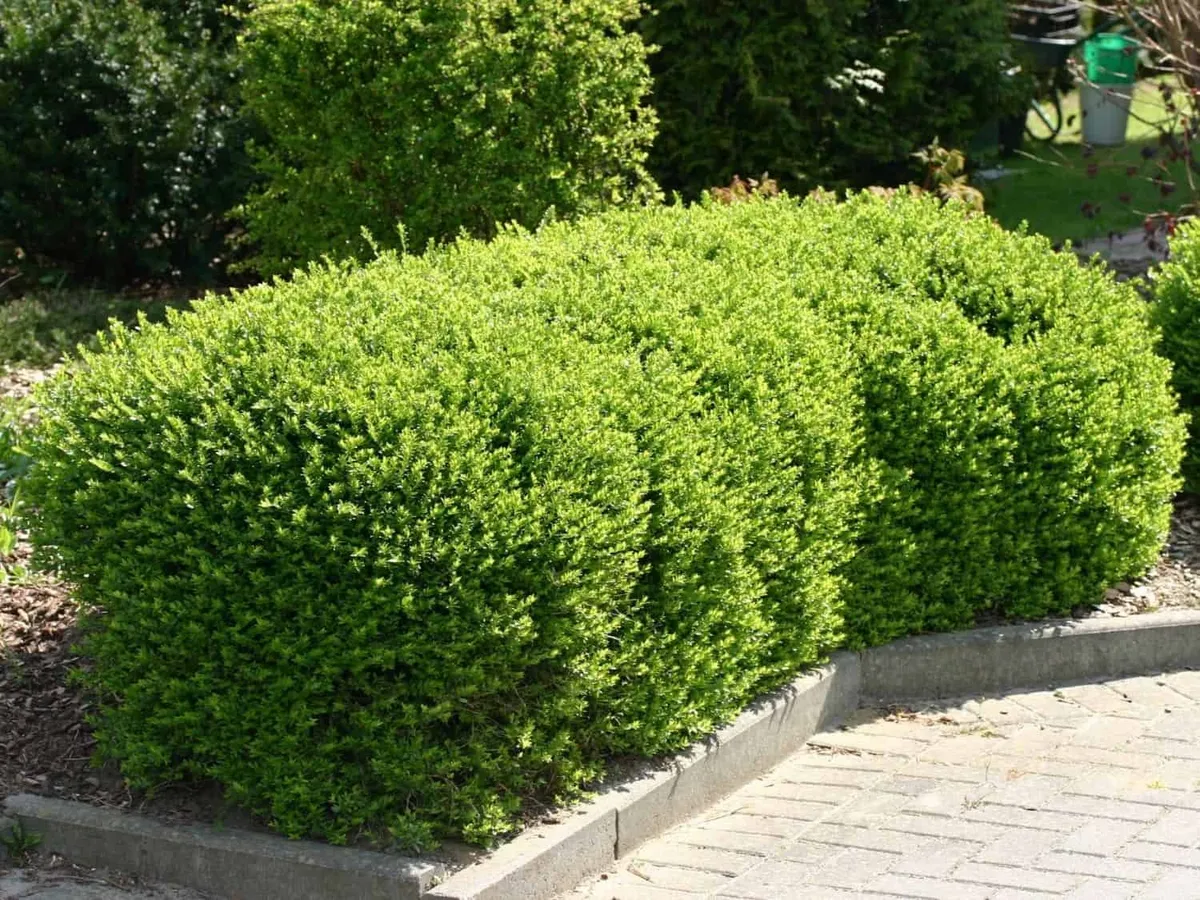 Terülő Mirtuszlonc 20-30cm „Lonicera nitida Maigrün”